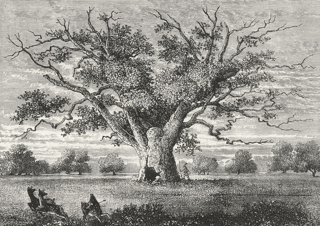 HAINAULT FOREST AND ALDBOROUGH HATCH. Fairlop Oak, 1800 1888 old antique print